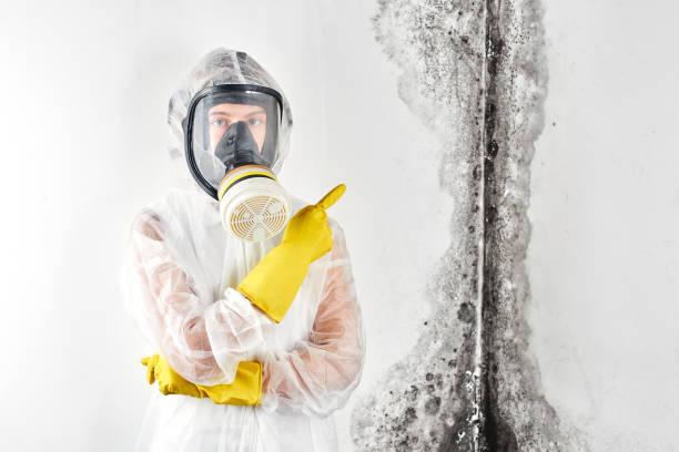 Why You Should Choose Our Mold Remediation Services in Northeast Ithaca, NY